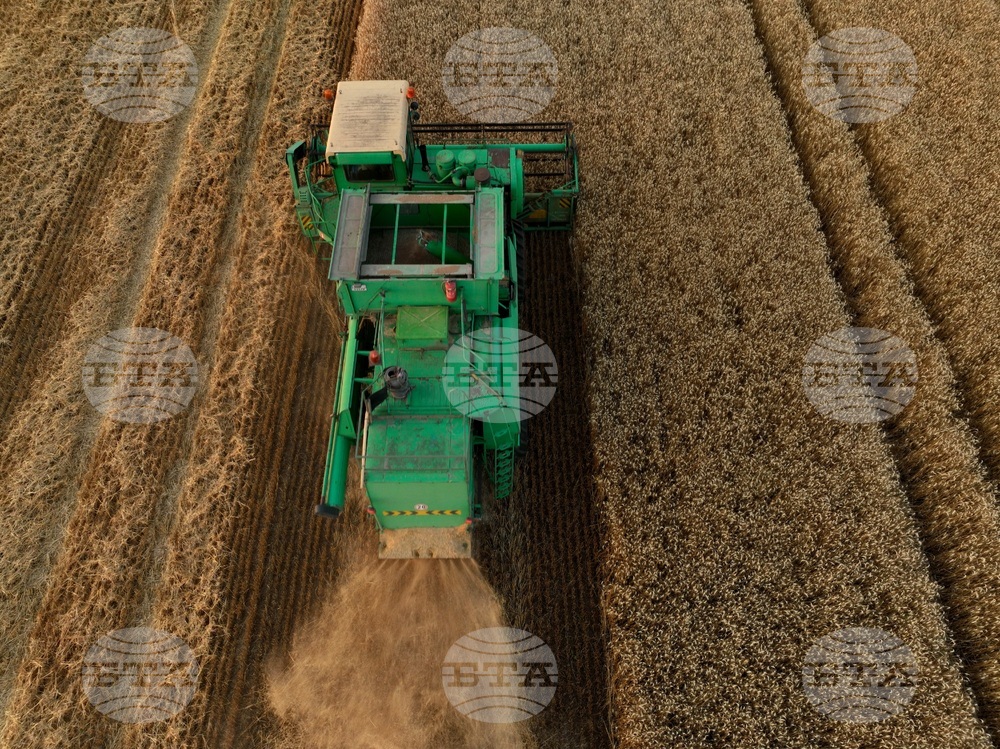 Село Локорско - жътва