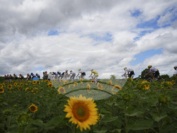 Cycling Tour de France