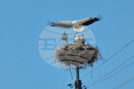 Село Софийци - щъркели