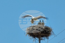 Село Софийци - щъркели