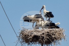 Село Софийци - щъркели