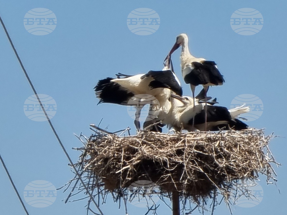 Село Софийци - щъркели