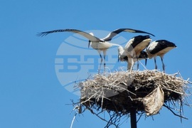 Село Софийци - щъркели