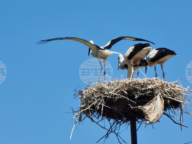 Село Софийци - щъркели