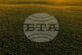 Слънчогледови полета