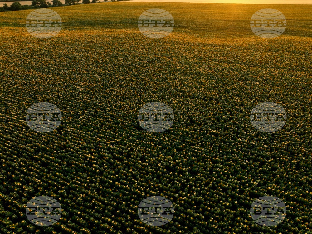 Слънчогледови полета