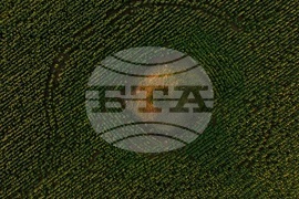 Слънчогледови полета