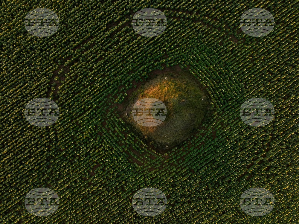 Слънчогледови полета