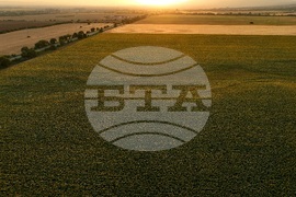 Слънчогледови полета