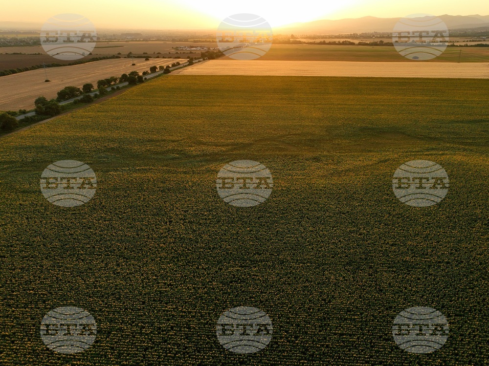 Слънчогледови полета