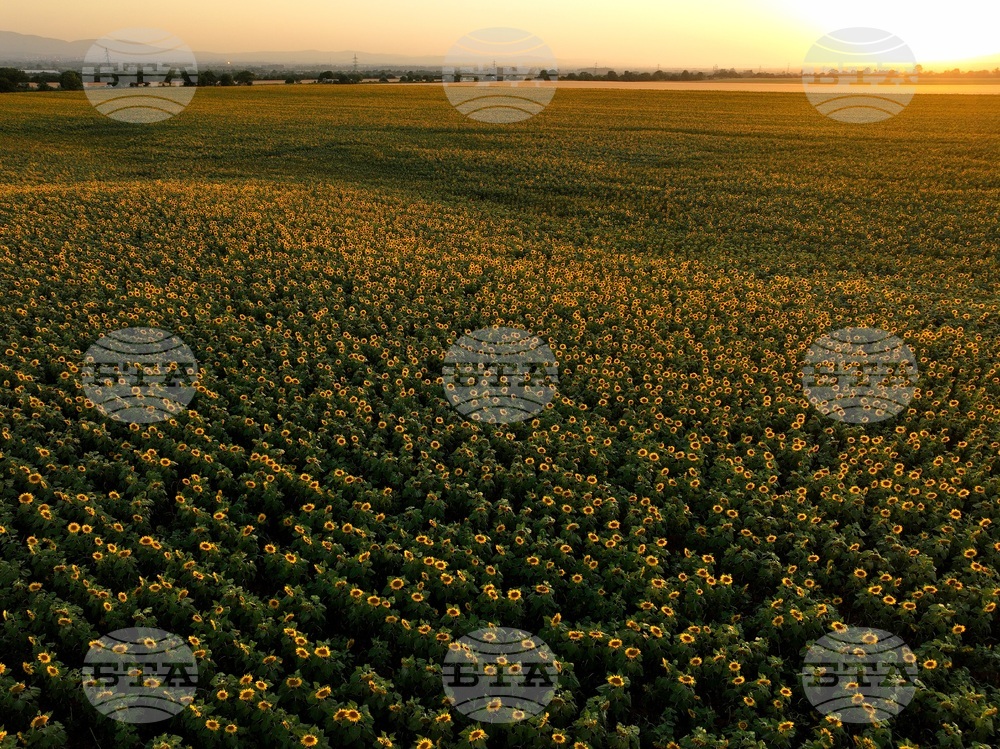 Слънчогледови полета