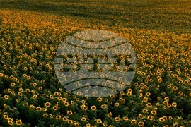 Слънчогледови полета