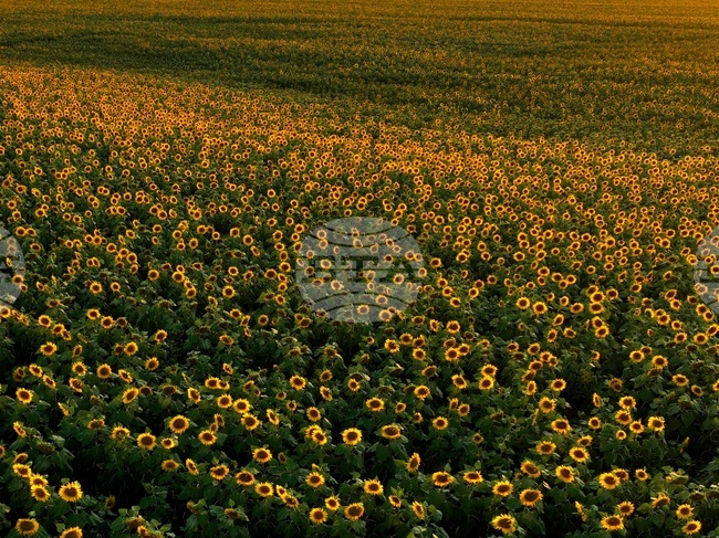 Слънчогледови полета