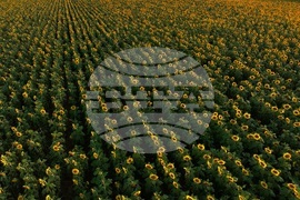 Слънчогледови полета