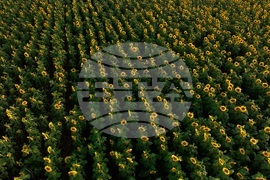 Слънчогледови полета