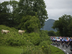 Cycling Tour de France
