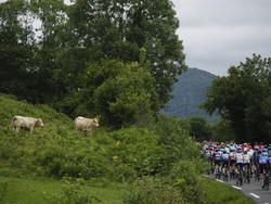Cycling Tour de France