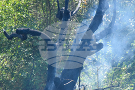 Село Селище - пожар