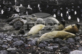 Месец на Антарктида - откриване