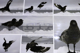 Месец на Антарктида - откриване