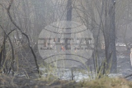 Русе - пожар