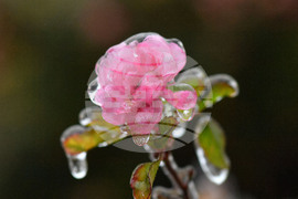 Исперих - ниски температури