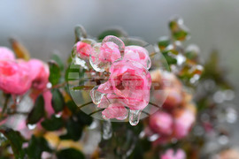 Исперих - ниски температури