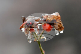 Исперих - ниски температури