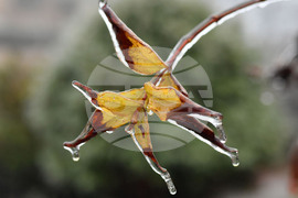 Исперих - ниски температури