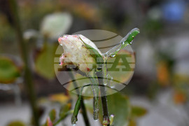 Исперих - ниски температури