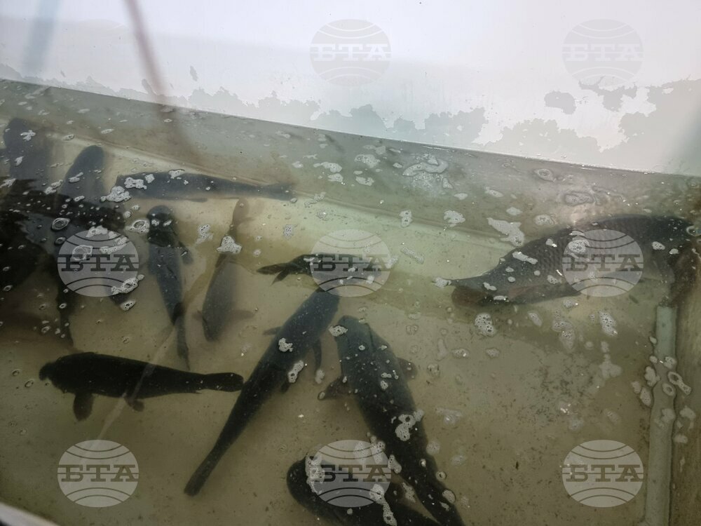 В навечерието на Никулден търсенето на риба е намаляло спрямо миналата година, смятат производители и търговци в старозагорско