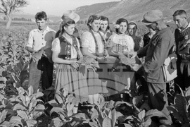 Реколта от тютюн през 1953 година