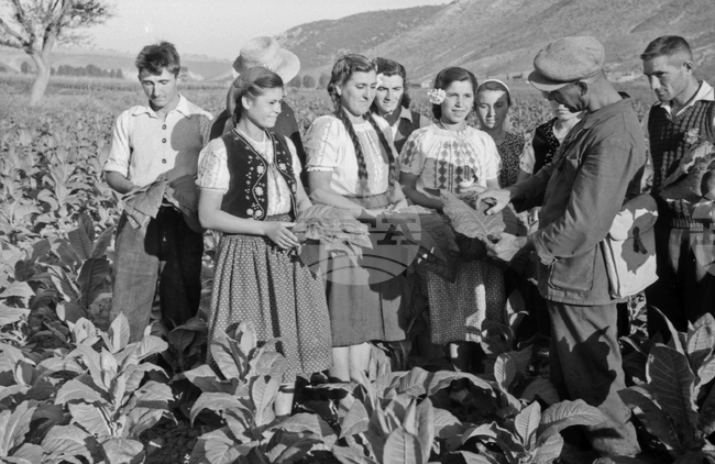 Реколта от тютюн през 1953 година