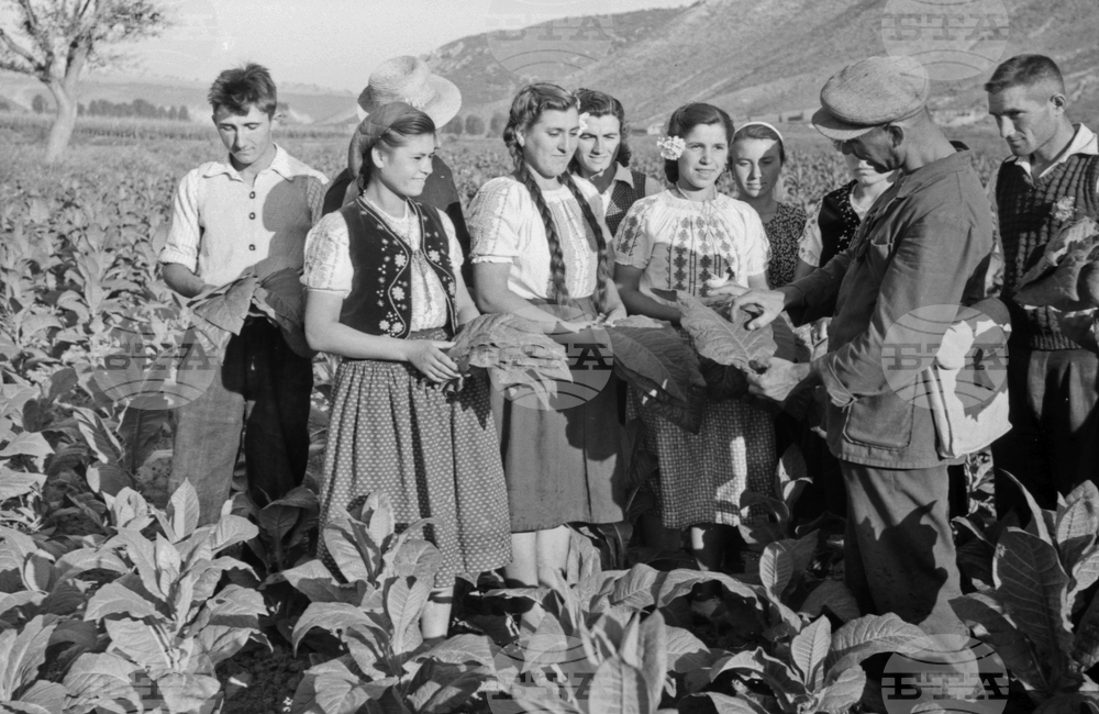 Реколта от тютюн през 1953 година