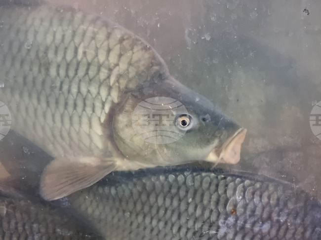 Fish Price in Small Towns is Compromise, Say Producers in Targovishte