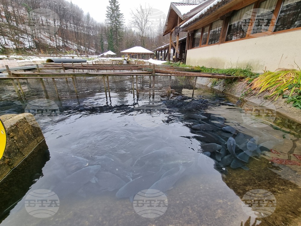 Габровци залагат предимно на шаран за празничната си трапеза на Никулден