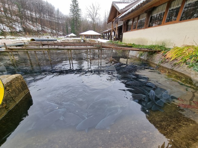 Габровци залагат предимно на шаран за празничната си трапеза на Никулден