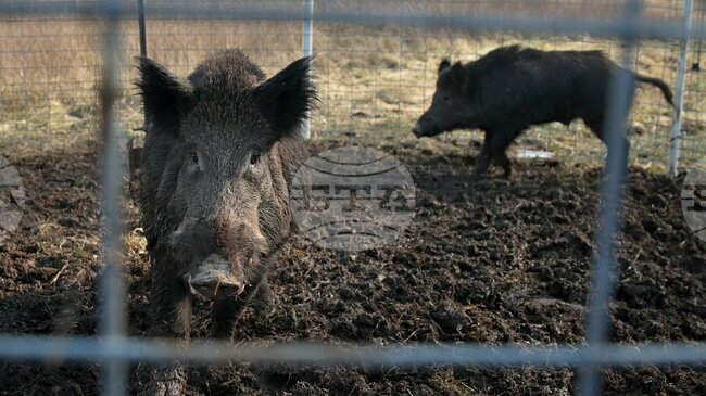 Испания спира износа на свинско месо за Китай след първия от 30 години случай на африканска чума по свинете 