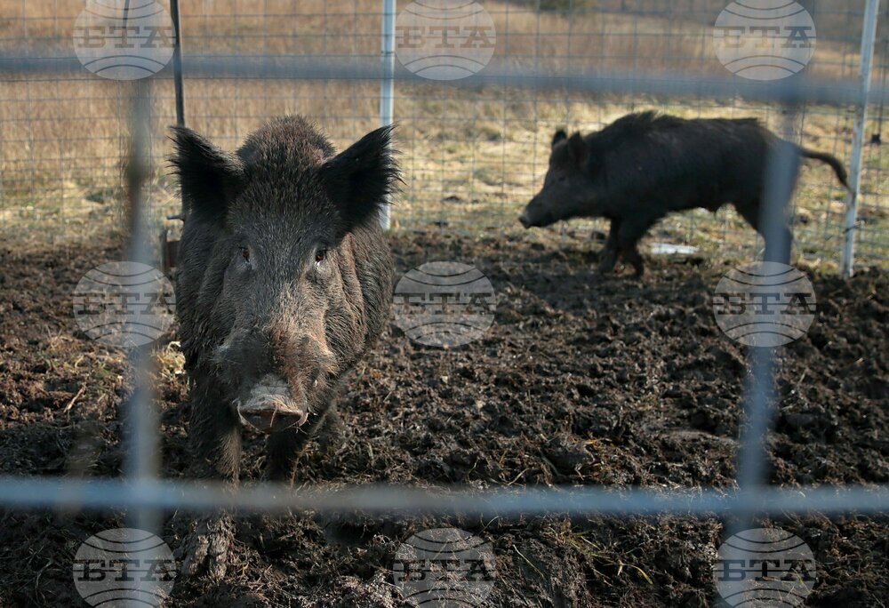 Испания спира износа на свинско месо за Китай след първия от 30 години случай на африканска чума по свинете 