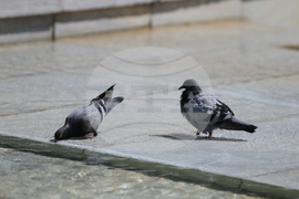 Благоевград - горещо време