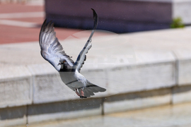 Благоевград - горещо време