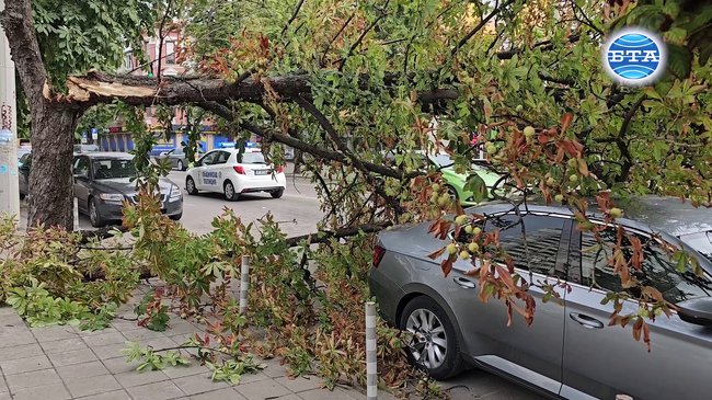 Паднали са клони и дървета след буря в Русе и региона