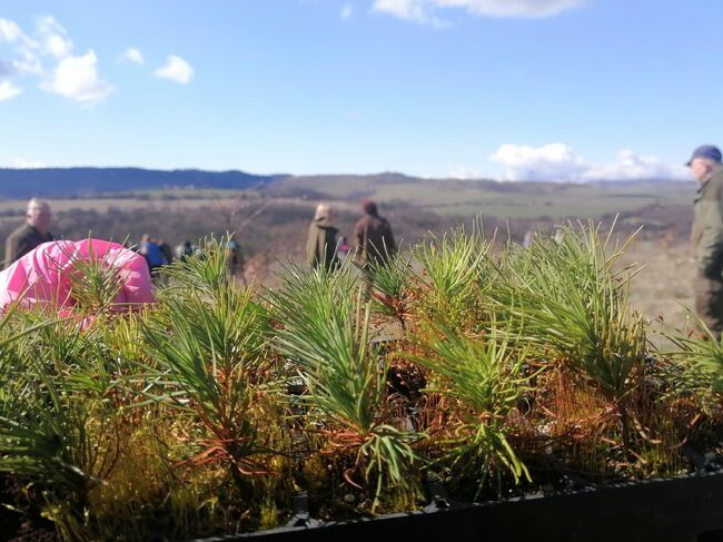 Министерството на земеделието започва традиционната продажба на живи елхи