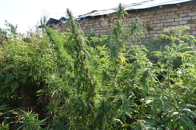 Плантация с канабис откриха при полицейска операция край Русе, има двама задържани