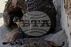 Шумен - зоопарк - нови животни