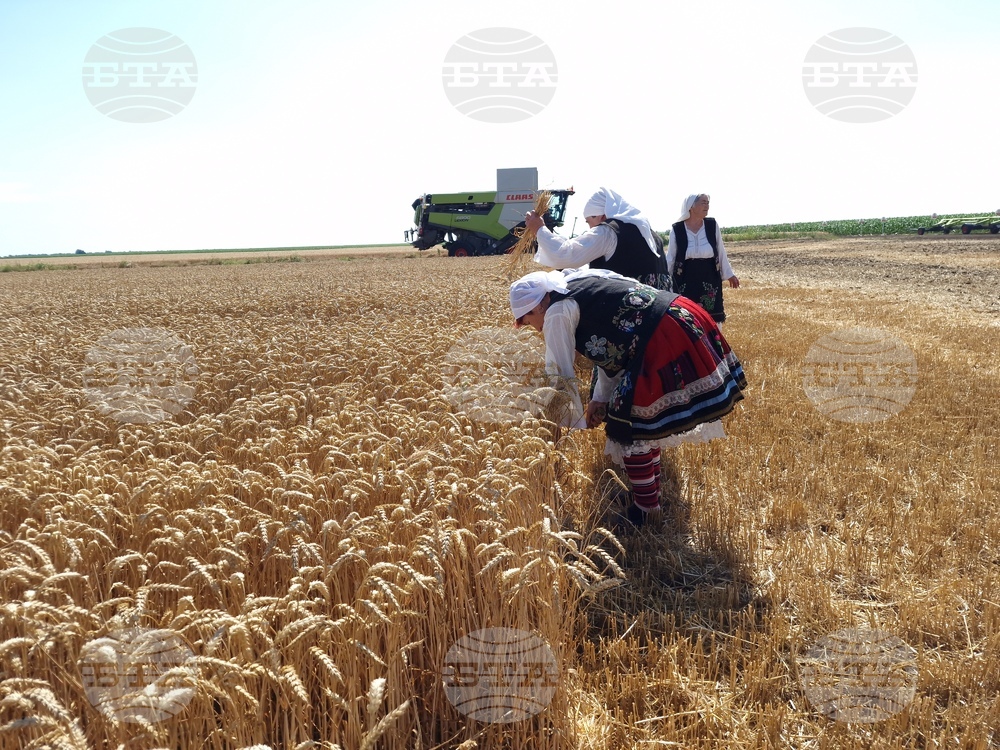 В края на жътвата в област Монтана най-високи са добивите в района на Лом