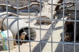 Шумен - зоопарк - нови животни