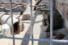 Шумен - зоопарк - нови животни