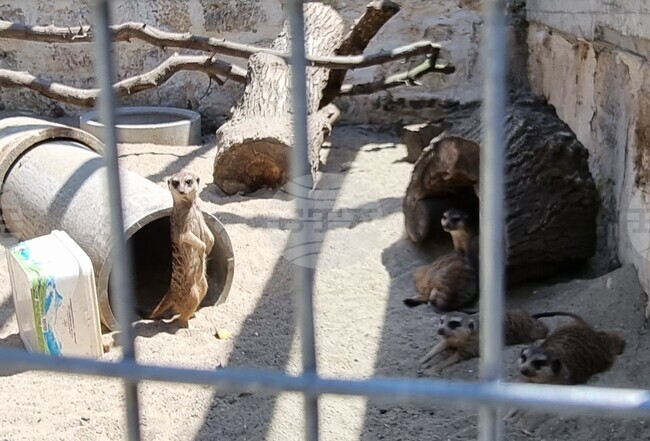 Шумен - зоопарк - нови животни