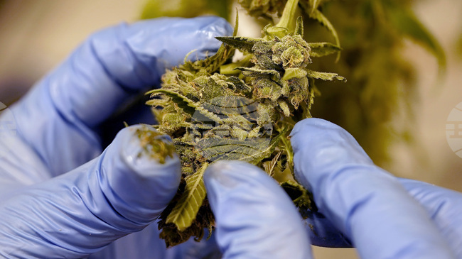 Бивш полицай беше арестуван в Черна гора, след като в управлявания от него автомобил бяха открити около 60 килограма марихуана